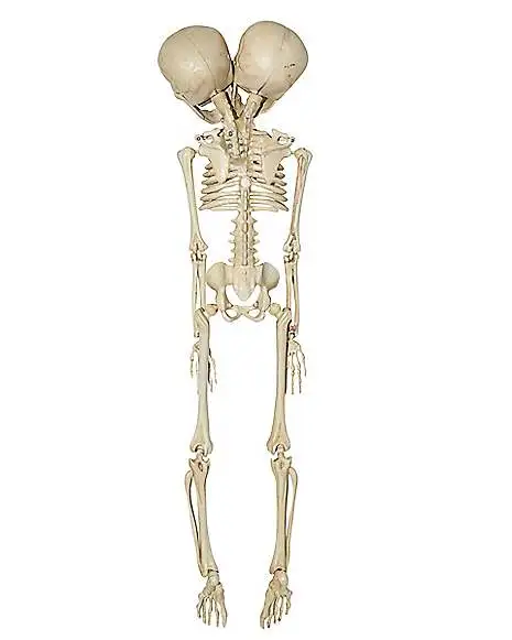 Spirit Halloween 20 Inch Two-Headed Skeleton 4 Spirit Halloween 20 Inch Two-Headed Skeleton - Image 2