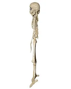 Spirit Halloween 20 Inch Two-Headed Skeleton 7 Spirit Halloween 20 Inch Two-Headed Skeleton -Deals Shop By Theme Store 01344241 c