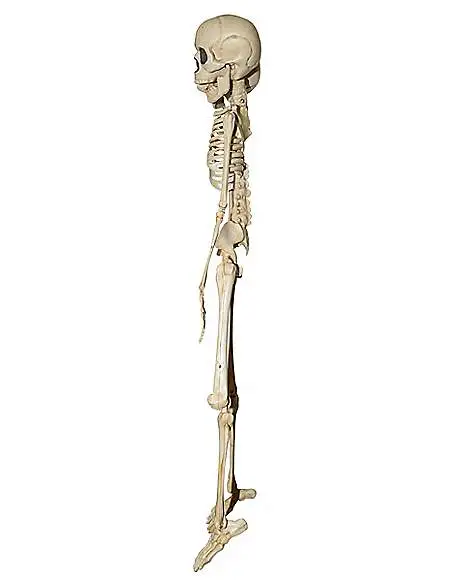 Spirit Halloween 20 Inch Two-Headed Skeleton 5 Spirit Halloween 20 Inch Two-Headed Skeleton - Image 3