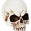 Spirit Halloween Jawless Skull -Deals Shop By Theme Store 01475961 a