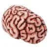 Spirit Halloween Brain Prop -Deals Shop By Theme Store 01588334 a