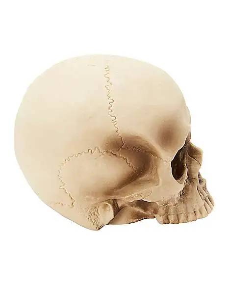 Spirit Halloween Jawless Skull Set - 3 Pack 5 Spirit Halloween Jawless Skull Set - 3 Pack - Image 3